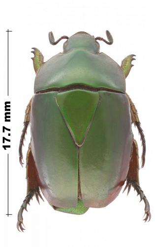 Réf. 219 264 : Macraspis pseudochrysis